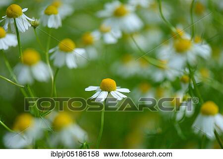 German chamomile (Matricaria chamomilla) View Large Photo Image Stock Photo - German chamomile (Matricaria chamomilla). Fotosearch