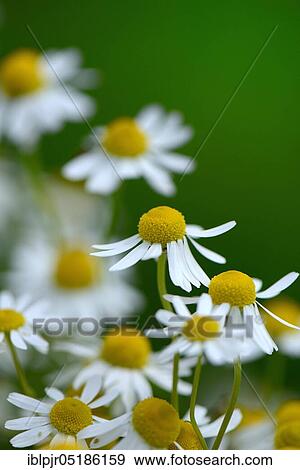 German chamomile (Matricaria chamomilla) View Large Photo Image Stock Photo - German chamomile (Matricaria chamomilla). Fotosearch