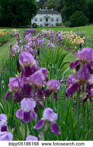 German ( Iris), Garden of the Villa Merian, Basel, Green 80, Switzerland, Europe View Large Photo Image Stock Photo - German ( Iris), Garden of the Villa Merian, Basel, Green 80, Switzerland, Europe. Fotosearch