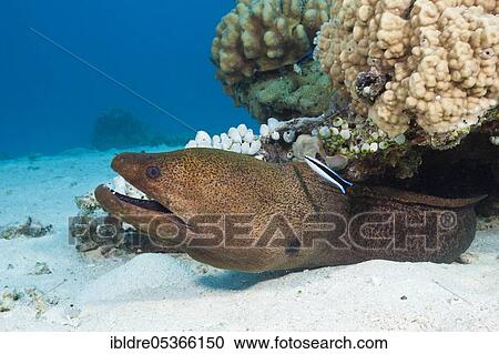 Giant Moray moray (Gymnothorax javanicus), Great Barrier Reef, Australia, Oceania View Large Photo Image Stock Image - Giant Moray moray (Gymnothorax javanicus), Great Barrier Reef, Australia, Oceania. Fotosearch