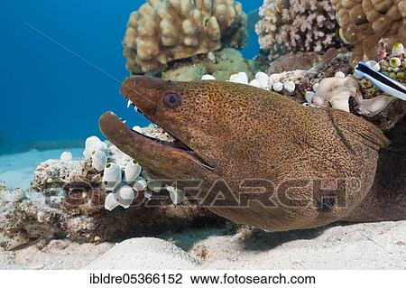 Giant Moray moray (Gymnothorax javanicus), Great Barrier Reef, Australia, Oceania View Large Photo Image Stock Image - Giant Moray moray (Gymnothorax javanicus), Great Barrier Reef, Australia, Oceania. Fotosearch