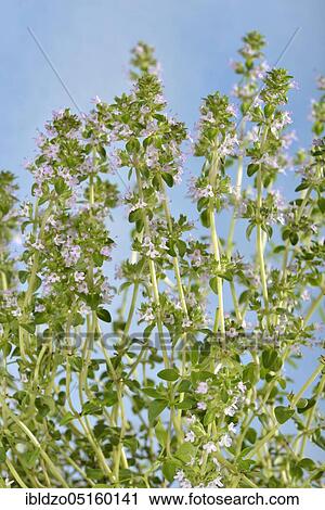 Ginger-Thyme (thymus hybrid) View Large Photo Image Stock Image - Ginger-Thyme (thymus hybrid). Fotosearch