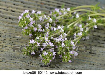 Stock Image - Ginger-Thyme (thymus hybrid). Fotosearch