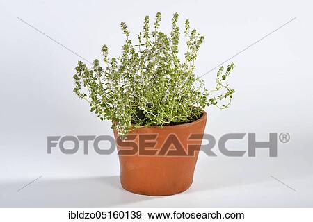 Ginger-Thyme (thymus hybrid) View Large Photo Image Stock Photo - Ginger-Thyme (thymus hybrid). Fotosearch
