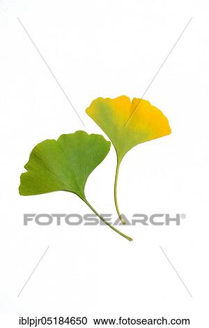 Stock Image - Ginkgo (Ginkgo biloba). Fotosearch