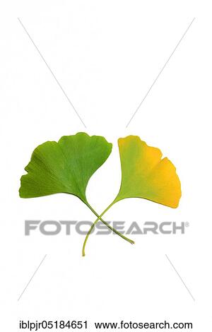 Ginkgo (Ginkgo biloba) View Large Photo Image Stock Image - Ginkgo (Ginkgo biloba). Fotosearch