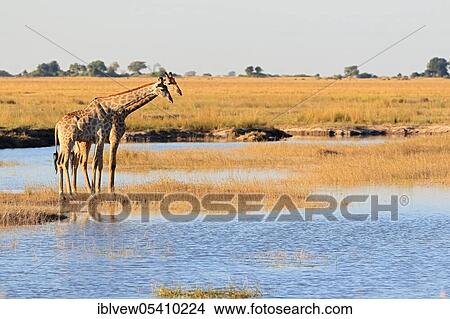 Giraffe (Giraffa camelopardalis) Kasane, Chobe River, Chobe River National Park View Large Photo Image Picture - Giraffe (Giraffa camelopardalis) Kasane, Chobe River, Chobe River National Park. Fotosearch