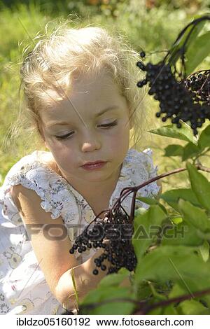 Girl harvesting elderberries (Sambucus nigra) (Sambuci fructus) View Large Photo Image Stock Image - Girl harvesting elderberries (Sambucus nigra) (Sambuci fructus). Fotosearch
