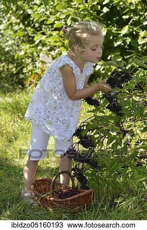 Girl harvesting elderberries (Sambucus nigra) (Sambuci fructus) View Large Photo Image Stock Image - Girl harvesting elderberries (Sambucus nigra) (Sambuci fructus). Fotosearch