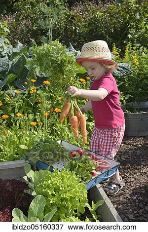 Stock Photo - Girl in a vegetable garden with carrots (Daucus carota ssp. sativus). Fotosearch