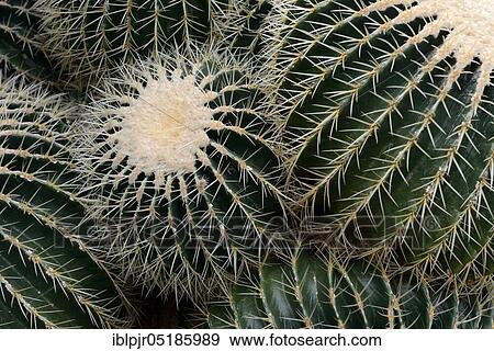 Golden barrel cactus (Echinocactus grusonii) View Large Photo Image Stock Photo - Golden barrel cactus (Echinocactus grusonii). Fotosearch