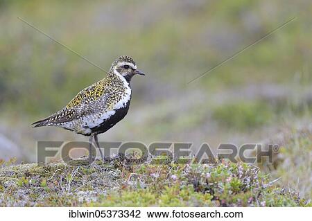 Golden plover (Pluvialis apricaria), Iceland, Europe View Large Photo Image Stock Image - Golden plover (Pluvialis apricaria), Iceland, Europe. Fotosearch