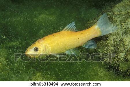 Picture - Golden slime (Tinca tinca). Fotosearch