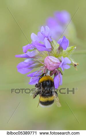 Stock Image - Goldenrod crab spider (Misumena vatia), Baska Voda, Dalmatia, Croatia, Europe. Fotosearch
