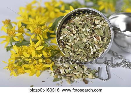 Stock Photograph - Goldenrod (Solidago virgaurea), Medicinal woundwort, Machtheilkraut, Petrus rod, Wisselkraut, Skyfire, Horseweed, Oxbread. Fotosearch