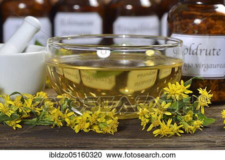 Goldenrod tea (Solidago virgaurea), Medicinal woundwort, Machtheilkraut, Petrus rod, Wisselkraut, Skyfire, Horse-radwort, Oxbread View Large Photo Image Stock Image - Goldenrod tea (Solidago virgaurea), Medicinal woundwort, Machtheilkraut, Petrus rod, Wisselkraut, Skyfire, Horse-radwort, Oxbread. Fotosearch