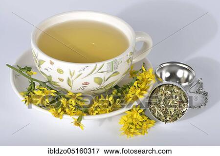 Goldenrod tea (Solidago virgaurea), Medicinal woundwort, Machtheilkraut, Petrus rod, Wisselkraut, Skyfire, Horse-radwort, Oxbread View Large Photo Image Stock Photo - Goldenrod tea (Solidago virgaurea), Medicinal woundwort, Machtheilkraut, Petrus rod, Wisselkraut, Skyfire, Horse-radwort, Oxbread. Fotosearch