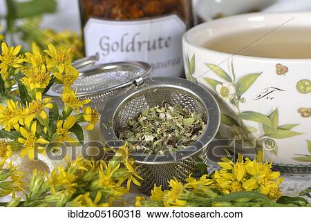 Goldenrod tea (Solidago virgaurea), Medicinal woundwort, Machtheilkraut, Petrus rod, Wisselkraut, Skyfire, Horse-radwort, Oxbread View Large Photo Image Stock Photo - Goldenrod tea (Solidago virgaurea), Medicinal woundwort, Machtheilkraut, Petrus rod, Wisselkraut, Skyfire, Horse-radwort, Oxbread. Fotosearch
