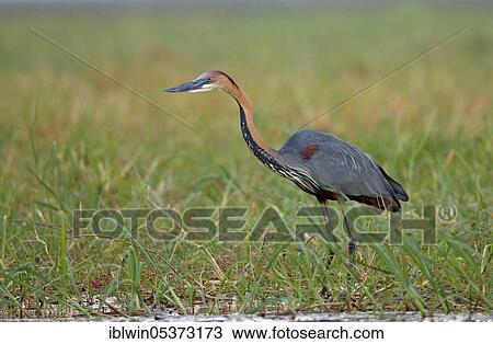 Stock Image - Goliath heron (Ardea goliath), Chobe National Park, Botswana, Africa. Fotosearch