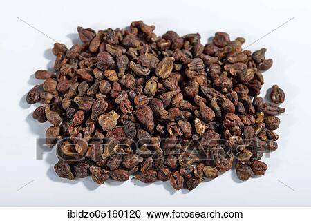 Grape seeds (Vitis vinifera subsp. vinifera) View Large Photo Image Stock Image - Grape seeds (Vitis vinifera subsp. vinifera). Fotosearch