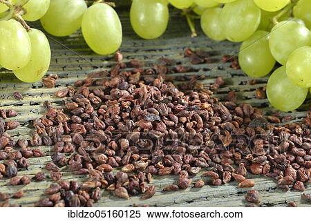 Grape seeds (Vitis vinifera subsp. vinifera) View Large Photo Image Stock Photography - Grape seeds (Vitis vinifera subsp. vinifera). Fotosearch