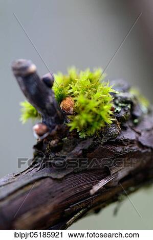 Grape vine ( Vitis vinifera), buds on old vine View Large Photo Image Stock Image - Grape vine ( Vitis vinifera), buds on old vine. Fotosearch