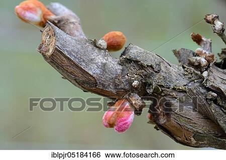 Stock Photograph - Grape vine ( Vitis vinifera) trunk from old wood with buds, shoot. Fotosearch