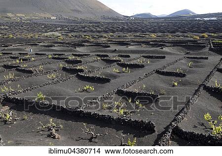 Grapevines growing in black volcanic pits, La Geria, Lanzarote, Canary Islands, Spain, Europe View Large Photo Image Picture - Grapevines growing in black volcanic pits, La Geria, Lanzarote, Canary Islands, Spain, Europe. Fotosearch