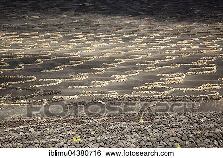 Grapevines growing in black volcanic soil in protected enclosed pits, La Geria, Lanzarote, Canary Islands, Spain, Europe View Large Photo Image Stock Photograph - Grapevines growing in black volcanic soil in protected enclosed pits, La Geria, Lanzarote, Canary Islands, Spain, Europe. Fotosearch