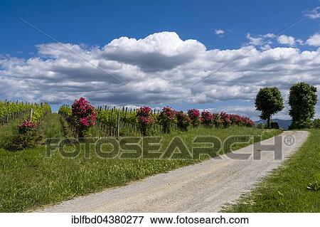 Gravel road, trees, wineyards, red rose flowers and blue, cloudy sky, Val d’Orcia, Tuscany, Italy, Europe View Large Photo Image Stock Photo - Gravel road, trees, wineyards, red rose flowers and blue, cloudy sky, Val d’Orcia, Tuscany, Italy, Europe. Fotosearch