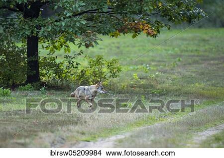 Gray wolf (Canis lupus) in the wild, Sögel, Emsland, Lower Saxony, Germany, Europe View Large Photo Image Picture - Gray wolf (Canis lupus) in the wild, Sögel, Emsland, Lower Saxony, Germany, Europe. Fotosearch