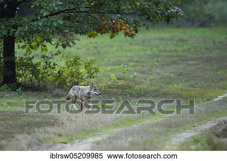 Stock Photography - Gray wolf (Canis lupus) in the wild, Sögel, Emsland, Lower Saxony, Germany, Europe. Fotosearch