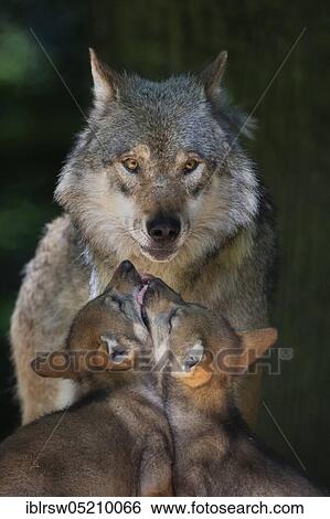 Stock Photograph - Gray wolf (Canis lupus) with swimming-pool. Fotosearch