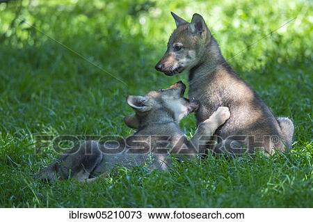 Stock Image - Gray wolfboy(Canis lupus). Fotosearch