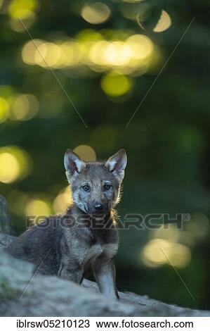 Stock Image - Gray wolfboy(Canis lupus). Fotosearch