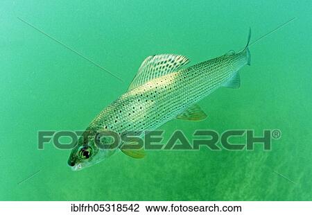 Stock Image - Grayling (Thymallus thymallus), Baden-Württemberg, Germany, Europe. Fotosearch
