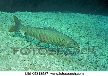 Grayling (Thymallus thymallus), Baden-Württemberg, Germany, Europe View Large Photo Image Stock Photo - Grayling (Thymallus thymallus), Baden-Württemberg, Germany, Europe. Fotosearch