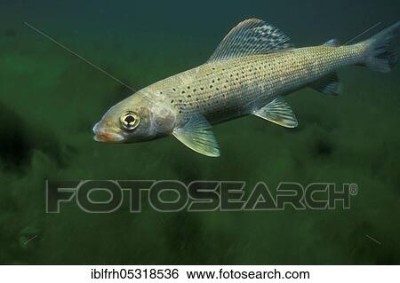 Grayling (Thymallus thymallus), Bavaria, Germany, Europe View Large Photo Image Stock Photograph - Grayling (Thymallus thymallus), Bavaria, Germany, Europe. Fotosearch