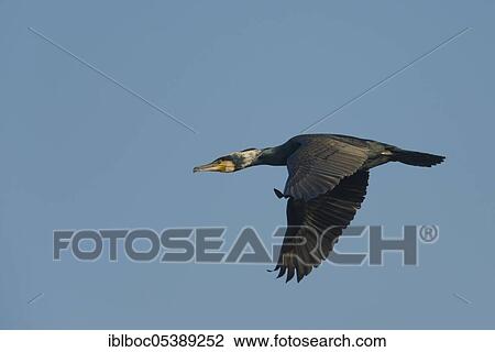 Stock Image - Great cormorant (Phalacrocorax carbo), Hanover, Lower Saxony, Germany, Europe. Fotosearch