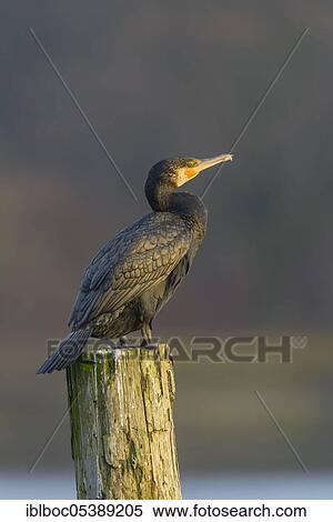 Stock Photography - Great cormorant (Phalacrocorax carbo), Hanover, Lower Saxony, Germany, Europe. Fotosearch