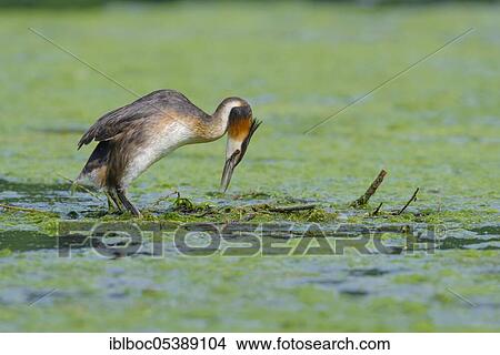 Great crested grebe (Podiceps cristatus), North Rhine-Westphalia, Germany, Europe View Large Photo Image Picture - Great crested grebe (Podiceps cristatus), North Rhine-Westphalia, Germany, Europe. Fotosearch