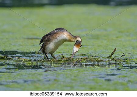 Great crested grebe (Podiceps cristatus), North Rhine-Westphalia, Germany, Europe View Large Photo Image Picture - Great crested grebe (Podiceps cristatus), North Rhine-Westphalia, Germany, Europe. Fotosearch