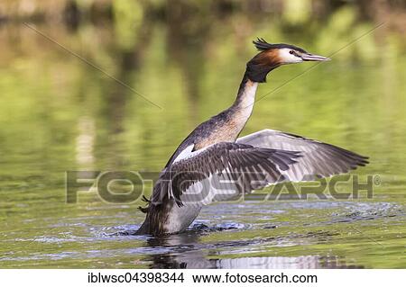 Picture - Great crested grebe (Podiceps cristatus), Nettetal, North Rhine-Westphalia, Germany, Europe. Fotosearch