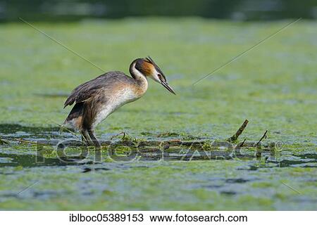 Great crested grebe (Podiceps cristatus), North Rhine-Westphalia, Germany, Europe View Large Photo Image Stock Image - Great crested grebe (Podiceps cristatus), North Rhine-Westphalia, Germany, Europe. Fotosearch