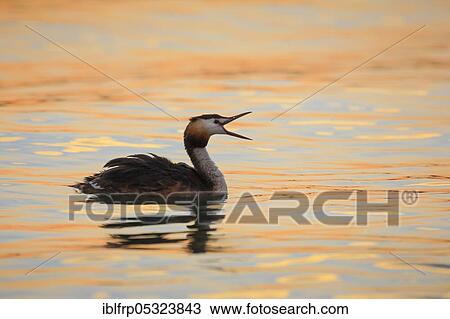 Stock Image - Great crested grebe, Podiceps cristatus, Switzerland, Europe. Fotosearch