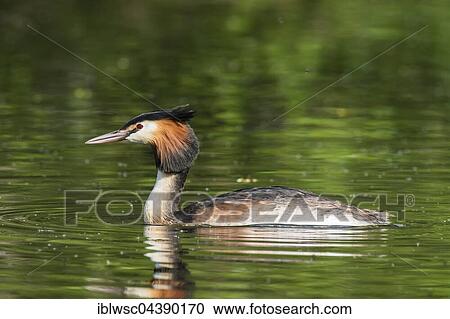 Great crested grebe (Podiceps cristatus) in water, Nettetal, North Rhine-Westphalia, Germany, Europe View Large Photo Image Stock Image - Great crested grebe (Podiceps cristatus) in water, Nettetal, North Rhine-Westphalia, Germany, Europe. Fotosearch