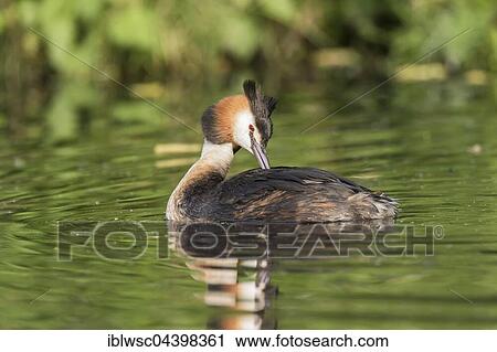 Stock Image - Great crested grebe (Podiceps cristatus) in water, preening feathers, Nettetal, North Rhine-Westphalia, Germany, Europe. Fotosearch