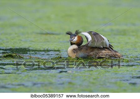 Great crested grebe (Podiceps cristatus), North Rhine-Westphalia, Germany, Europe View Large Photo Image Stock Photo - Great crested grebe (Podiceps cristatus), North Rhine-Westphalia, Germany, Europe. Fotosearch