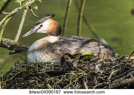 Great crested grebe (Podiceps cristatus) sitting on nest, Nettetal, North Rhine-Westphalia, Germany, Europe View Large Photo Image Stock Photo - Great crested grebe (Podiceps cristatus) sitting on nest, Nettetal, North Rhine-Westphalia, Germany, Europe. Fotosearch