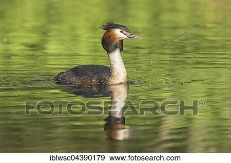 Stock Photo - Great crested grebe (Podiceps cristatus) in water, Nettetal, North Rhine-Westphalia, Germany, Europe. Fotosearch